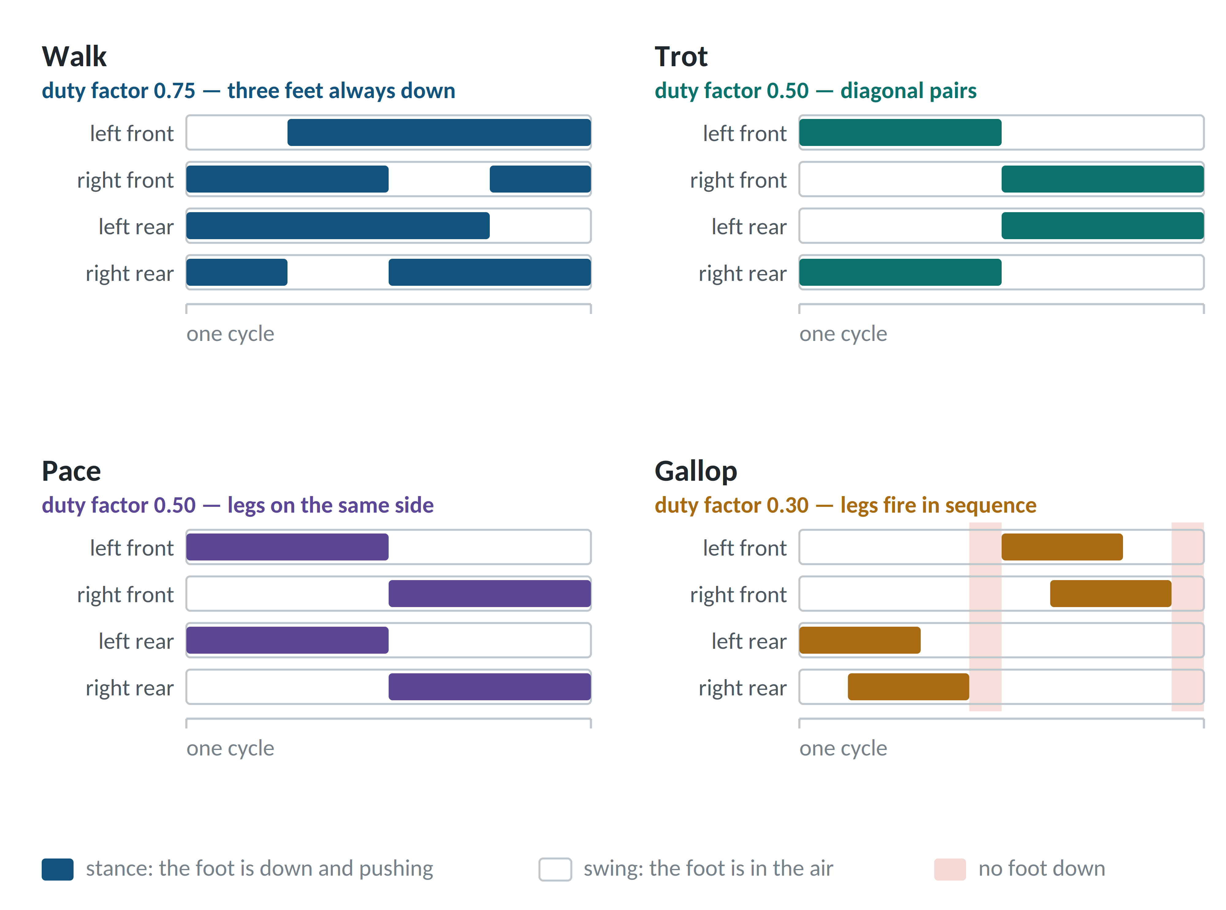 Gait diagrams for walk, trot, pace and gallop showing stance and swing per foot.