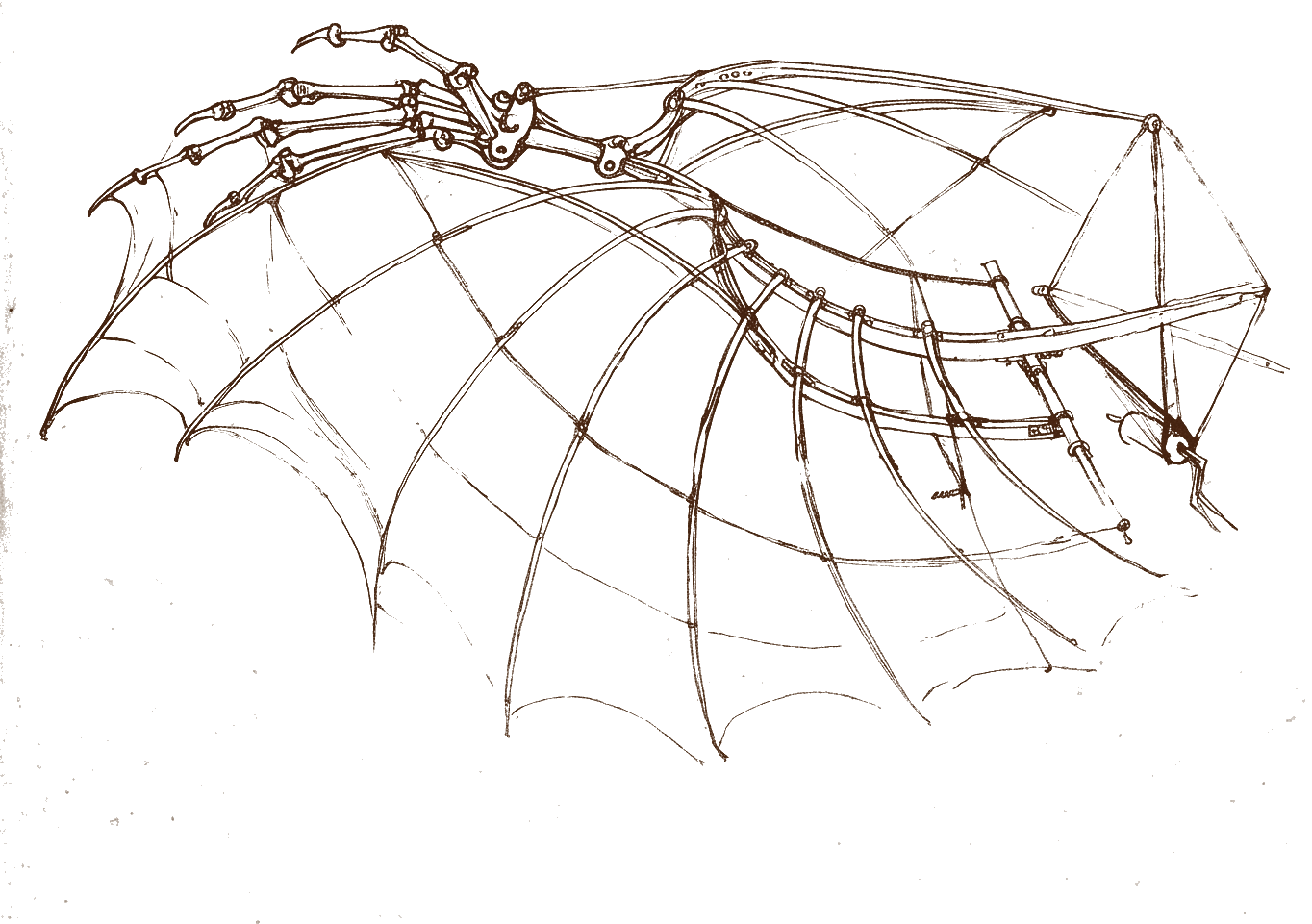 Wing study